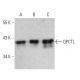 QPCTL Antibody (D-3) - Western Blotting - Image 359566 