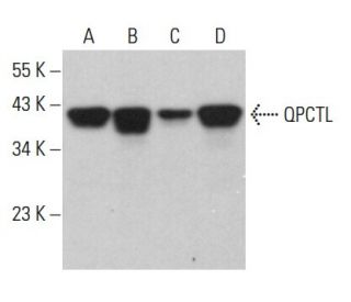 QPCTL Antibody (D-3) - Western Blotting - Image 379476 
