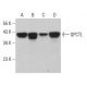 QPCTL Antibody (D-3) - Western Blotting - Image 379476 