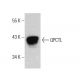 QPCTL Antibody (D-3) - Western Blotting - Image 386906