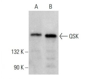 QSK Antibody (C-2) - Western Blotting - Image 383206 