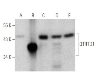 QTRTD1 Antibody (E-4) - Western Blotting - Image 351712 