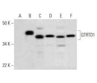 QTRTD1 Antibody (G-5) - Western Blotting - Image 295959
