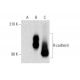 R-cadherin Antibody (48) - Western Blotting - Image 139473 