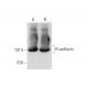 R-cadherin Antibody (48) - Western Blotting - Image 143616 