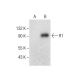 R1 Antibody (A-10) - Western Blotting - Image 284419