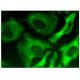 R1 Antibody (E-7) - Immunofluorescence - Image 293779 