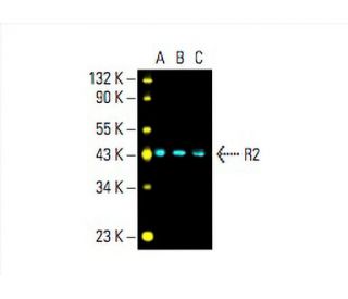 R2 Antibody (A-5) - Western Blotting - Image 394841 