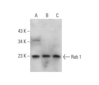 Rab 1 Antibody (E-8) - Western Blotting - Image 345901 