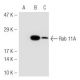 Rab 11A Antibody (7C10) - Western Blotting - Image 46705