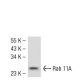 Rab 11A Antibody (7C10) - Western Blotting - Image 54032 