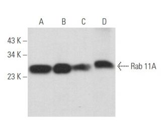 Rab 11A Antibody (A-6) - Western Blotting - Image 357487 