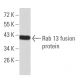 Rab 13 Antibody (8E8E2) - Western Blotting - Image 358364