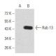 Rab 13 Antibody (8E8E2) - Western Blotting - Image 358365 
