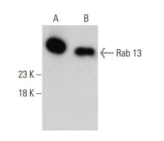 Rab 13 Antibody (8E8E2) - Western Blotting - Image 384233 