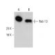 Rab 13 Antibody (8E8E2) - Western Blotting - Image 384233 