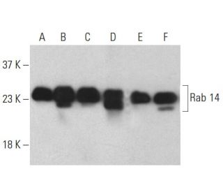 Rab 14 Antibody (D-5) - Western Blotting - Image 398119 