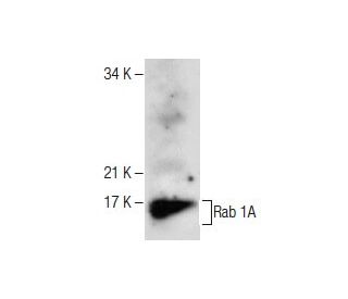 Rab 1A Antibody (G-10) - Western Blotting - Image 282532