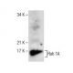 Rab 1A Antibody (G-10) - Western Blotting - Image 282532