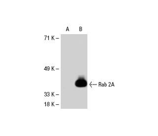 Rab 2 Antibody (F-8) - Western Blotting - Image 30486