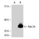 Rab 2 Antibody (F-8) - Western Blotting - Image 30486