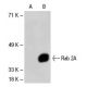 Rab 2 Antibody (G-9) - Western Blotting - Image 30485