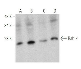Rab 2 Antibody (G-9) - Western Blotting - Image 359419 