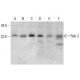 Rab 2 Antibody (G-9) - Western Blotting - Image 379885 