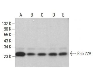 Rab 22A Antibody (G-7) - Western Blotting - Image 382614 