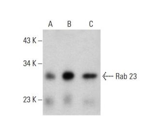 Rab 23 Antibody (427CT2.1.1) - Western Blotting - Image 384242