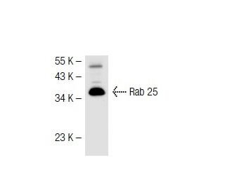 Rab 25 Antibody (3F12F3) - Western Blotting - Image 42100 