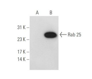 Rab 25 Antibody (D-3) - Western Blotting - Image 68291