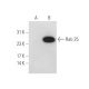 Rab 25 Antibody (D-3) - Western Blotting - Image 68291