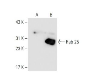 Rab 25 Antibody (D-7) - Western Blotting - Image 66208
