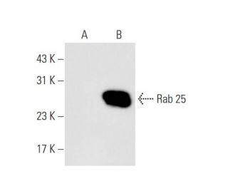 Rab 25 Antibody (E-7) - Western Blotting - Image 66206 