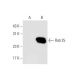 Rab 25 Antibody (E-7) - Western Blotting - Image 66206 