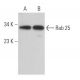 Rab 25 Antibody (E-7) - Western Blotting - Image 364495 