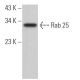 Rab 25 Antibody (E-7) - Western Blotting - Image 364498