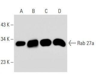 Rab 27a Antibody (D-4) - Western Blotting - Image 52108
