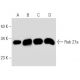 Rab 27a Antibody (D-4) - Western Blotting - Image 52108