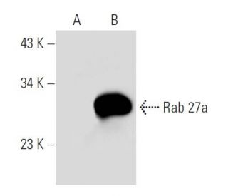 Rab 27a Antibody (E-4) - Western Blotting - Image 52110 