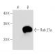 Rab 27a Antibody (E-4) - Western Blotting - Image 52110 
