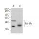 Rab 27a Antibody (E-4) - Western Blotting - Image 372356