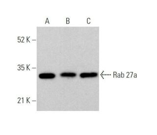 Rab 27a Antibody (E-8) - Western Blotting - Image 359680 