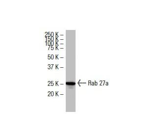 Rab 27a Antibody (E12A-1) - Western Blotting - Image 33565 
