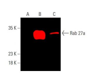 Rab 27a Antibody (E-8) - Western Blotting - Image 385492