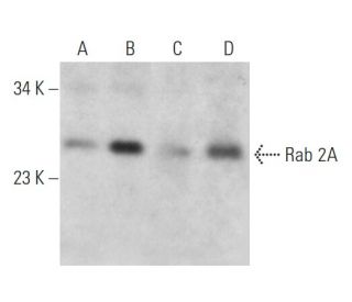 Rab 2A Antibody (H-5) - Western Blotting - Image 353666 