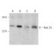 Rab 2A Antibody (H-5) - Western Blotting - Image 353666 