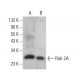 Rab 2A Antibody (H-5) - Western Blotting - Image 378500
