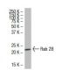 Rab 2B Antibody (139.1) - Western Blotting - Image 33572 